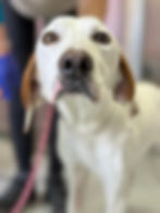 Hund vor Ort in Bosnien blickt in die Kamera