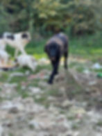 Hunde vor Ort in Bosnien auf einer Müllhalde.