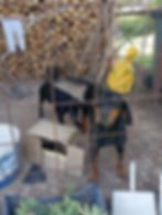 Zwei schwarze Hunde hinter einem Zaun im Garten.