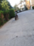 Hund frisst bei einer Strassenfütterung in Ključ.