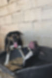 Zwei junge Hunde im Körbchen, jetzt Hund adoptieren.