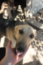 Frida - Liebevollen Hund adoptieren