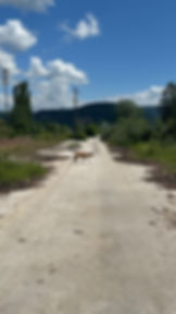 Hund auf einer staubigen Landstraße vor Ort in Bosnien.