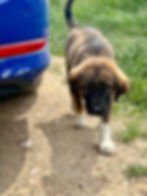 Junger Hund vor Ort in Bosnien neben einem blauen Auto