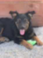 Glücklicher Hund vor Ort in Bosnien auf Kies liegend.
