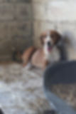 Hund vor Ort in Bosnien in einem Unterstand