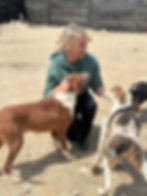 Frau streichelt Hunde vor Ort in Bosnien