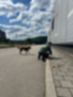 Hundefütterung vor Ort in Bosnien neben einem Gebäude.