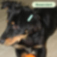 Reservierter schwarzer Hund mit braunen Abzeichen