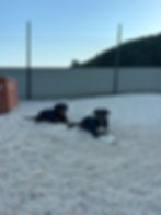 Zwei Hunde im Tierheim warten darauf, einen Hund adoptieren zu können.