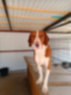 Brauner-weißer Mischling Carl im Tierheim, Hund adoptieren.