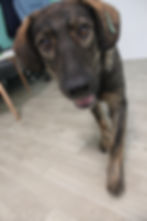 Mischlingshündin Fina wartet darauf, einen Hund zu adoptieren.