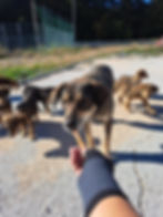 Hund Bingo mit Welpen bei Rettungen im Freien