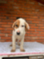 Welpe Ares vor Backsteinwand, jetzt Hund adoptieren
