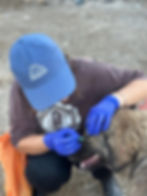 Vor Ort in Bosnien: Medizinische Versorgung eines Hundes