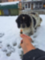 Strassenfütterung eines schwarz-weißen Hundes im Schnee in Ključ
