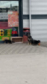 Hunde vor einem Gebäude vor Ort in Bosnien
