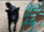 Schwarzer Hund und Ohrmarken der Projekte Hope for dogs BiH
