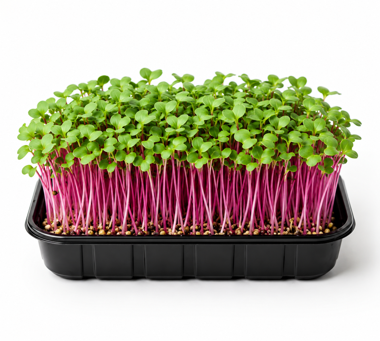 Fresh Rambo Radish Microgreens