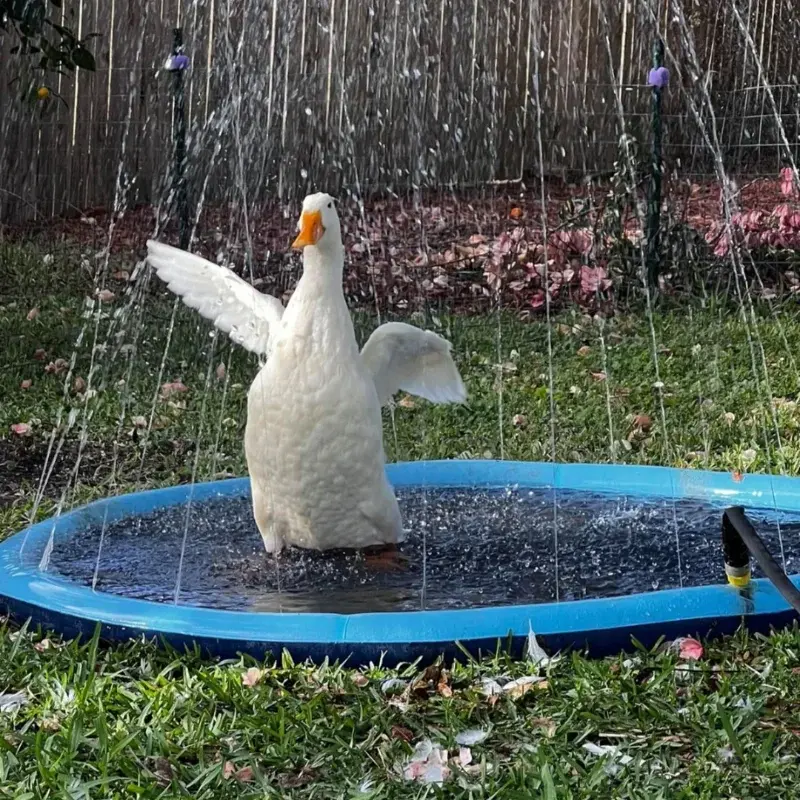 Miniatura: Piscina Divertida para Pets