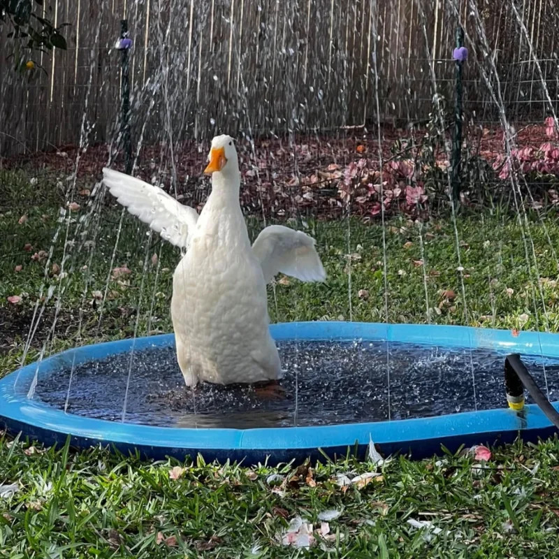Miniatura: Piscina Divertida para Pets