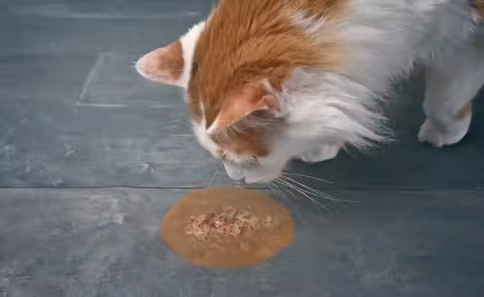 Gato vomitando: quando é normal e quando procurar um veterinário?