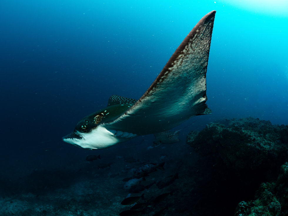 Below