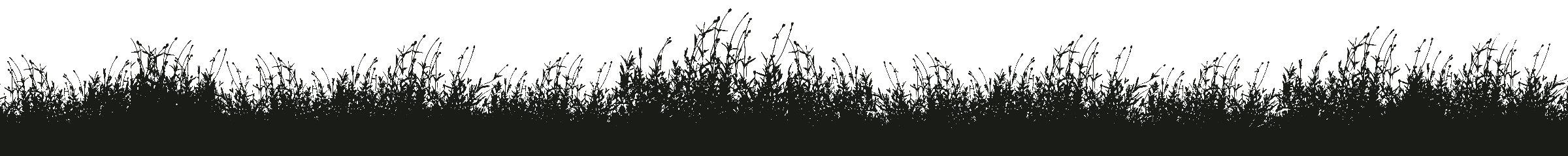 silhouette of long grass and wildflowers