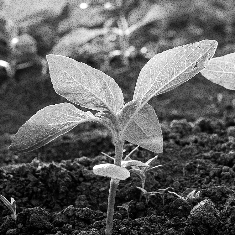 Young sunflower sprout in dark soil