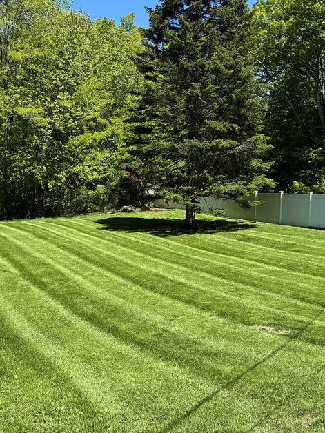 Freshly mowed lawn with stripes and a large tree