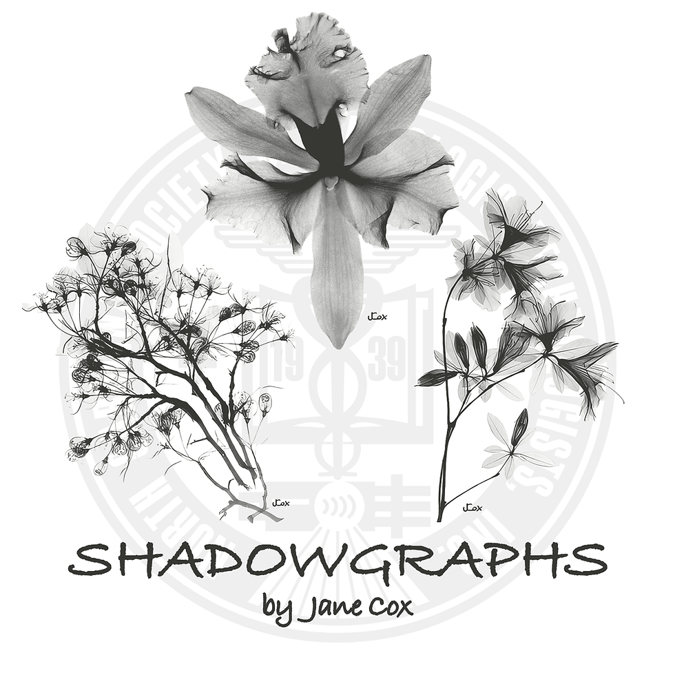Shadowgraphs by Jane Cox featuring botanical imagery