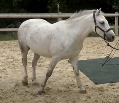 un cheval blanc