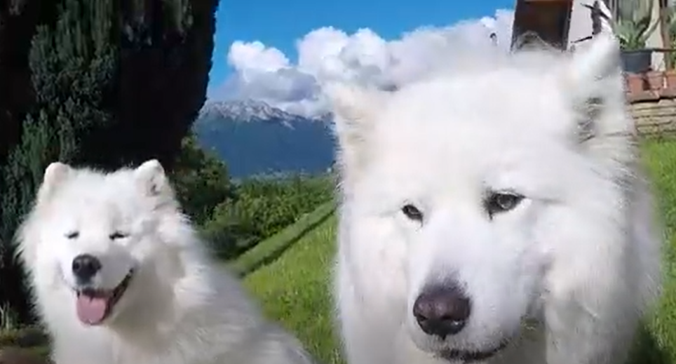 deux chiens