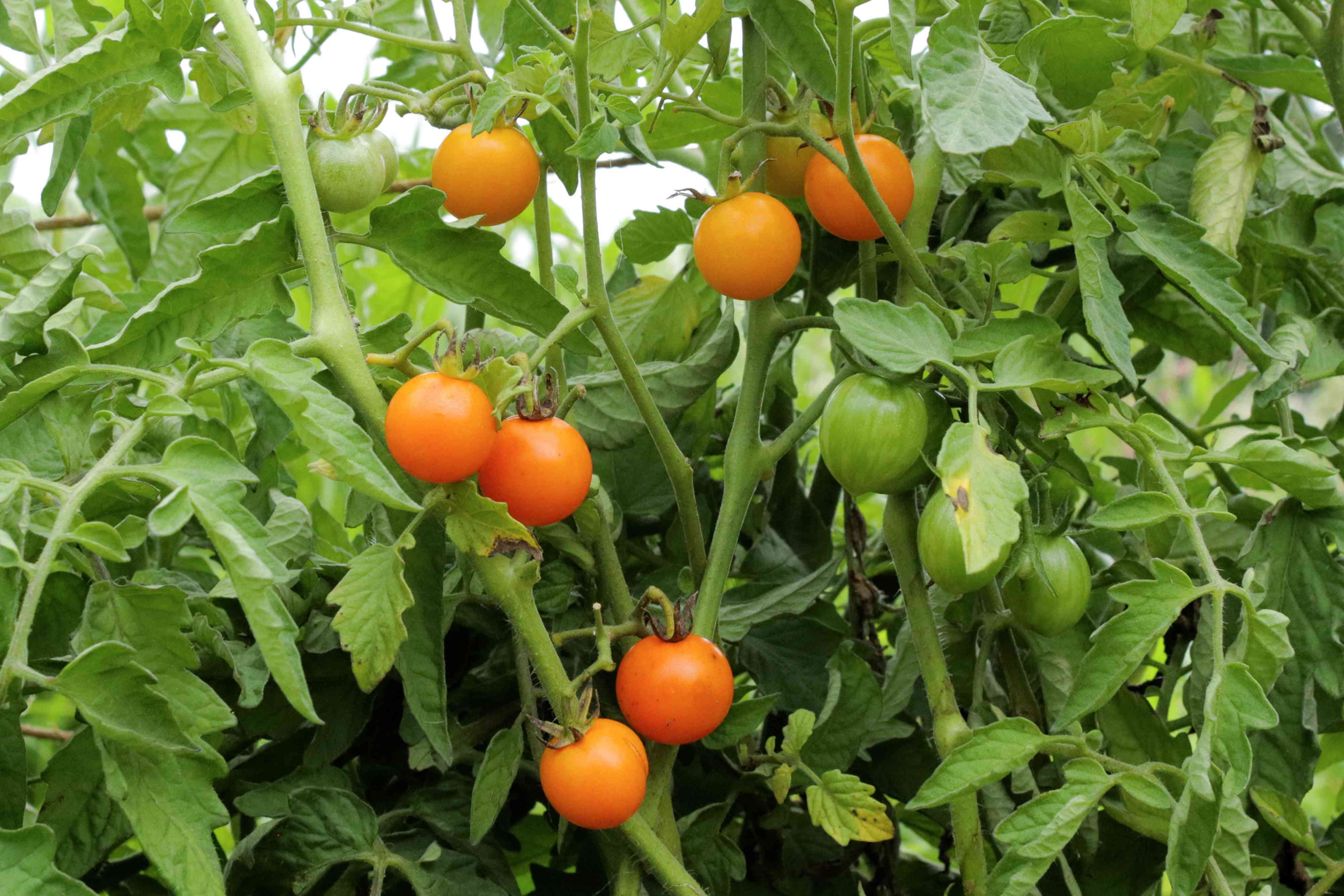 Cherry Tomato - Sungold