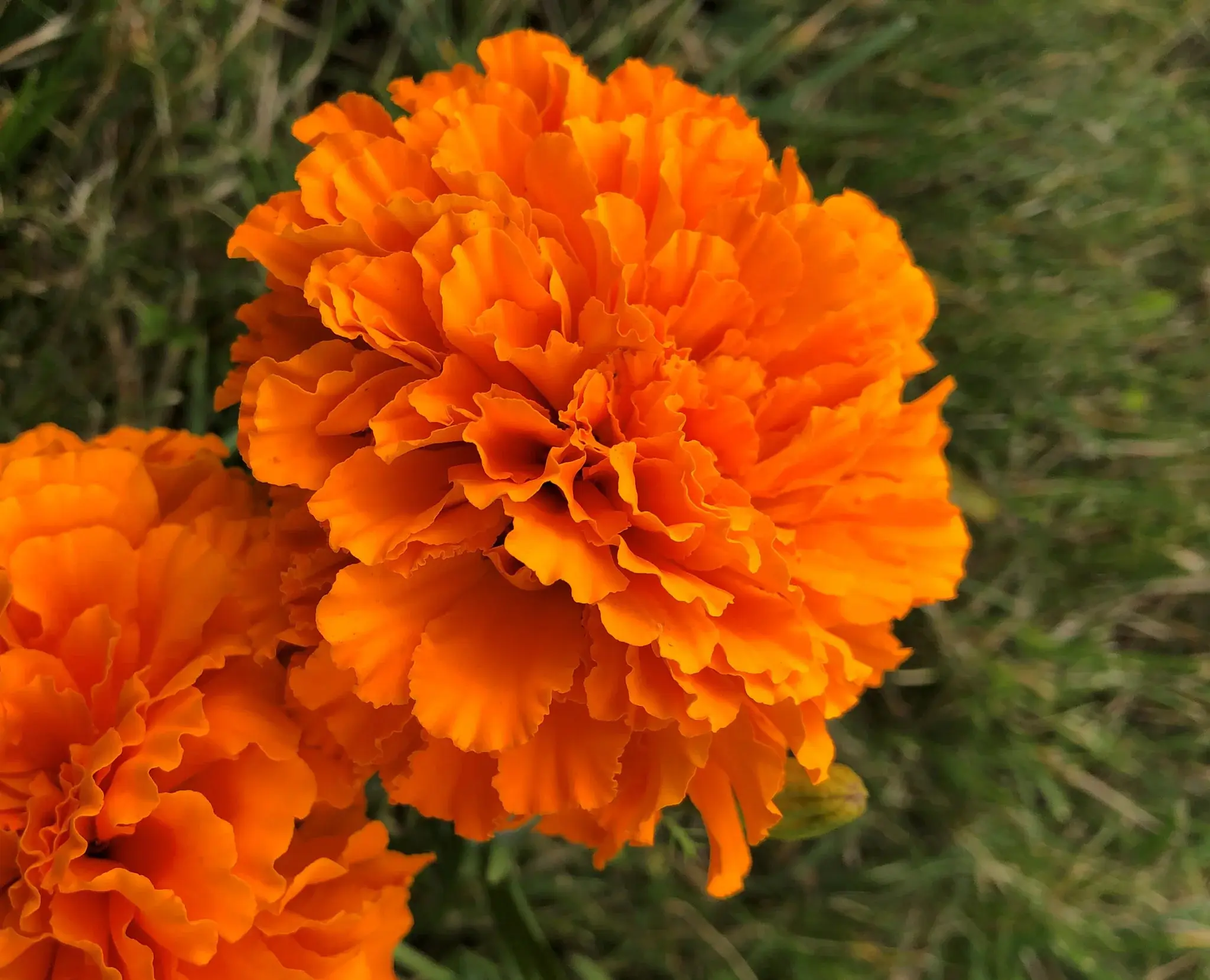 Marigold - Orange