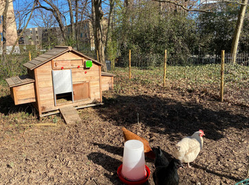 Jardin maison 9.jpeg