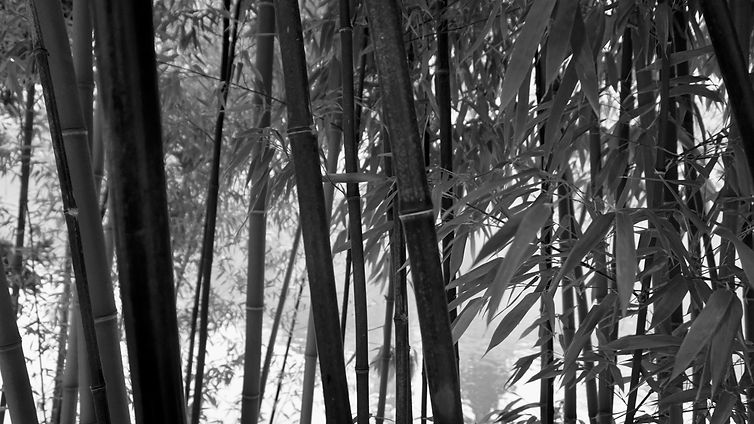 DSC02468.jpeg