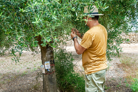 dispositivo olivos 4.jpg