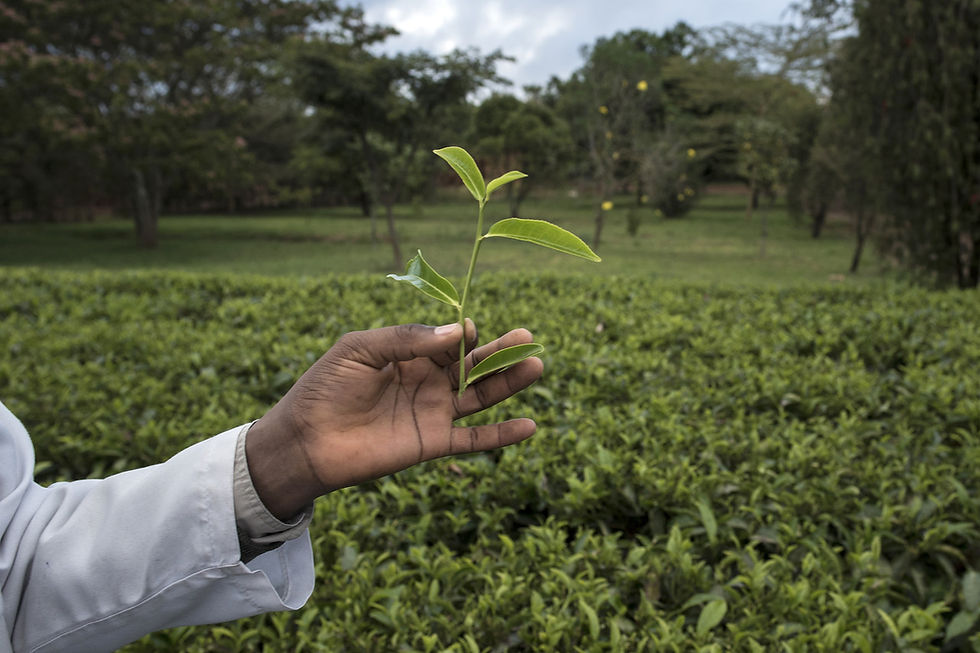 An employee shows off a tea leaf at a KTDTea leaf before processing to be auctioned in Mombasa.