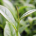 Kenyan Tea Picking Standards 2 LEAVES AND A BUD .jpeg