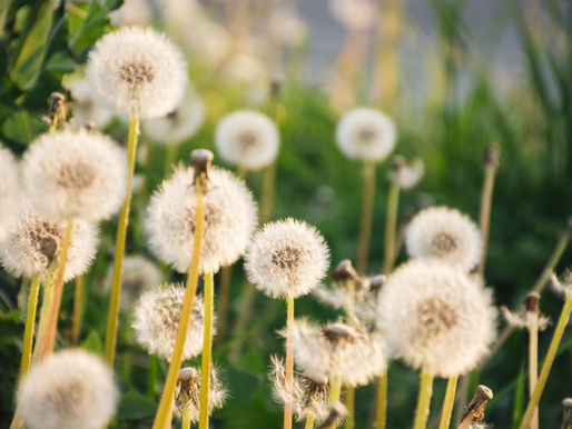 Zgodba o regratu: recept za sprejemanje