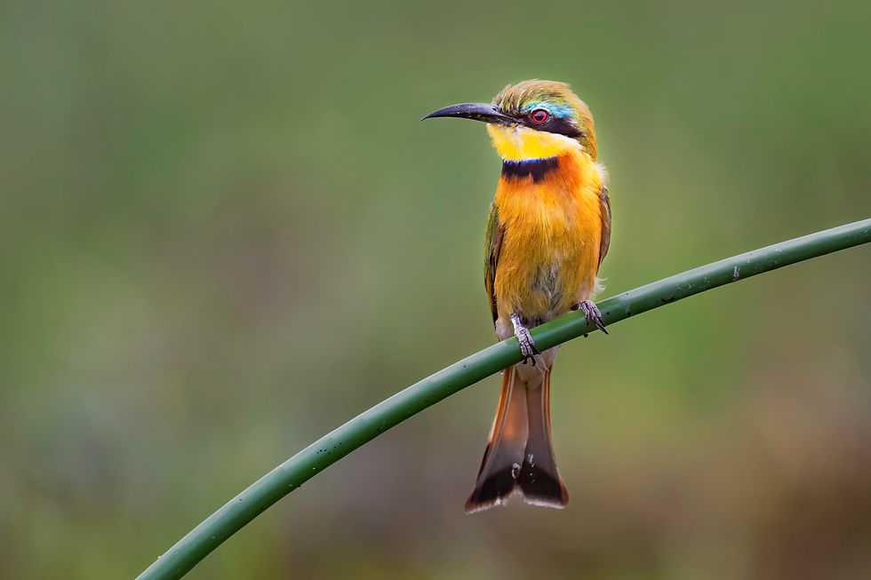 Little Bee-eater, Okavango Delta, Botswana