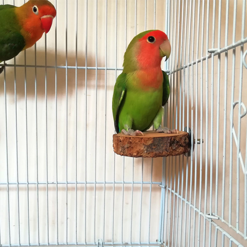 Thumbnail: Apple Wood Parrot Stand and Swing Toy for Birds