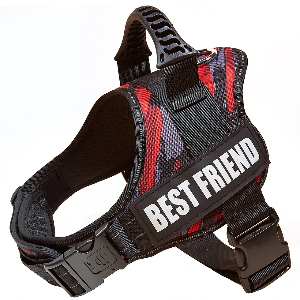 Thumbnail: Large Dog Chest Harness with Collars and Lead Rope