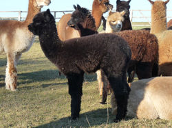 SHA Sonnenhof Makkuro