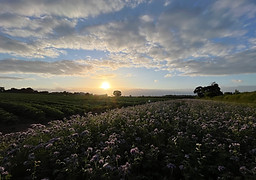 IMG_2006.jpg