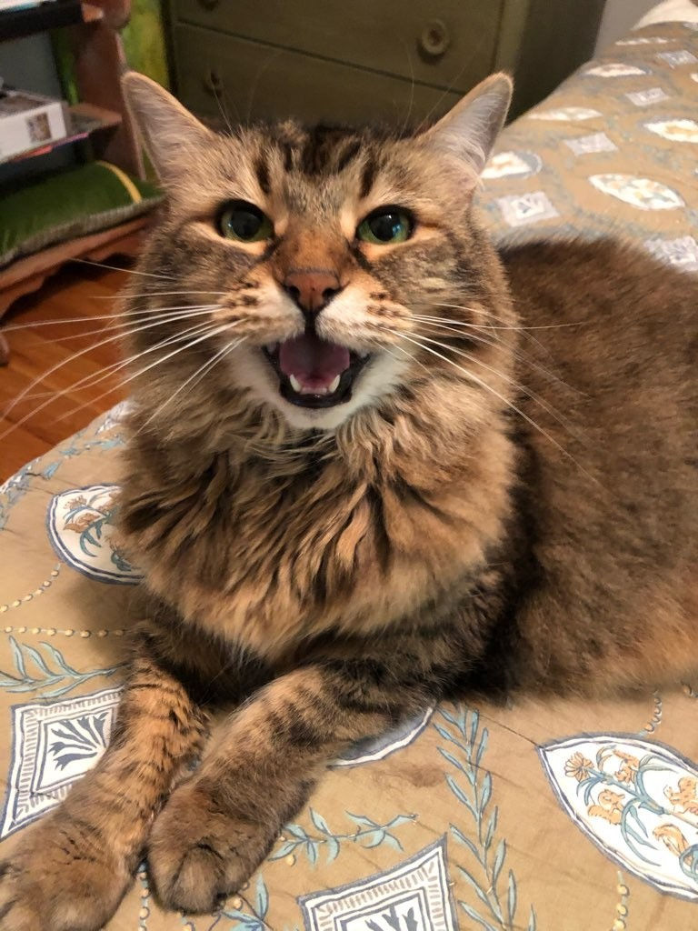 frankie