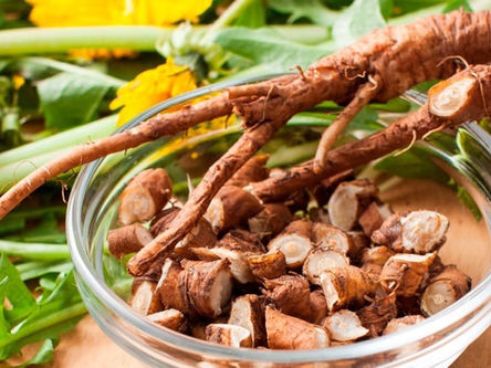 Exploring the Therapeutical Potential of Dandelion Root in Traditional and Modern Medicine