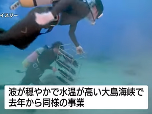 KTSライブニュースにてtlass SEA CELLARの潜水作業の様子が放映されました