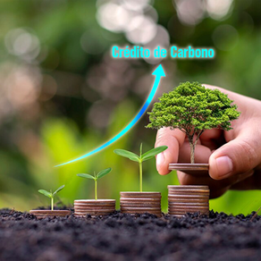 Créditos de carbono: entenda como funciona o mercado e como sua empresa pode lucrar com sua
